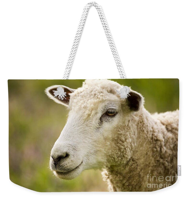 Sheep Weekender Tote Bag featuring the photograph Portrait of a Ewe by Lara Morrison