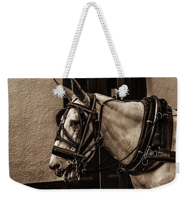 Photo Weekender Tote Bag featuring the photograph Portrait of a horse by Jason Hughes
