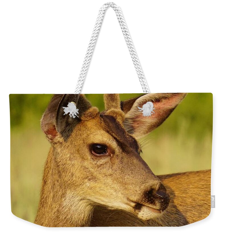 Wildlife Weekender Tote Bag featuring the photograph Mule Deer Portrait by Brett Harvey