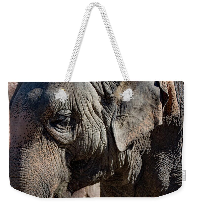 Elephant Weekender Tote Bag featuring the photograph Portrait of an Elephant by Margaret Zabor