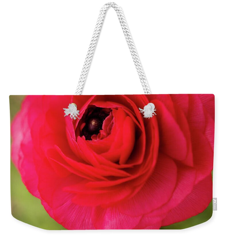 Color Weekender Tote Bag featuring the photograph Portrait Of Ranunculus by Dorothy Lee