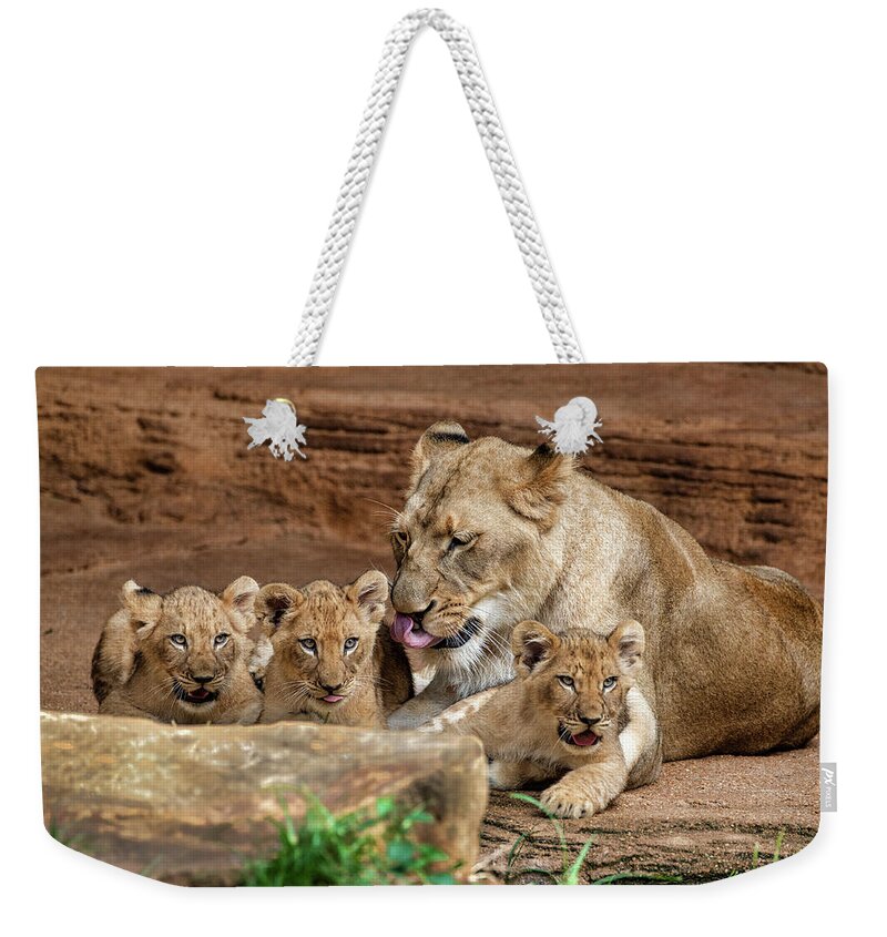 Lions Weekender Tote Bag featuring the photograph Pride of the Pride 6114 by Donald Brown