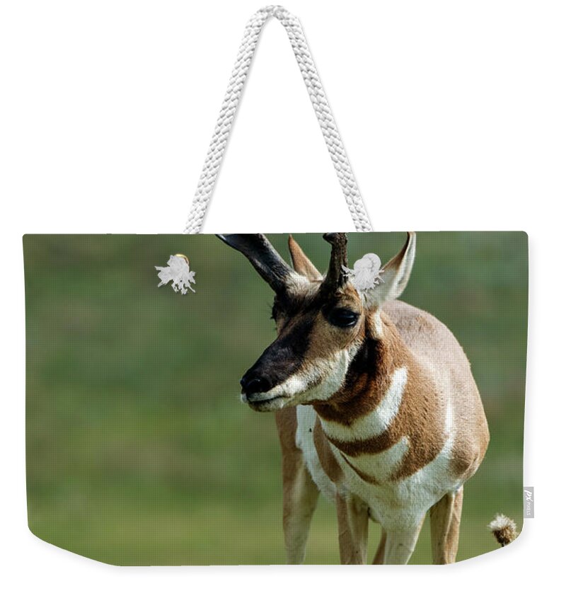 Horned Weekender Tote Bag featuring the photograph Pronghorn Antelope On Prairie by Mark Newman