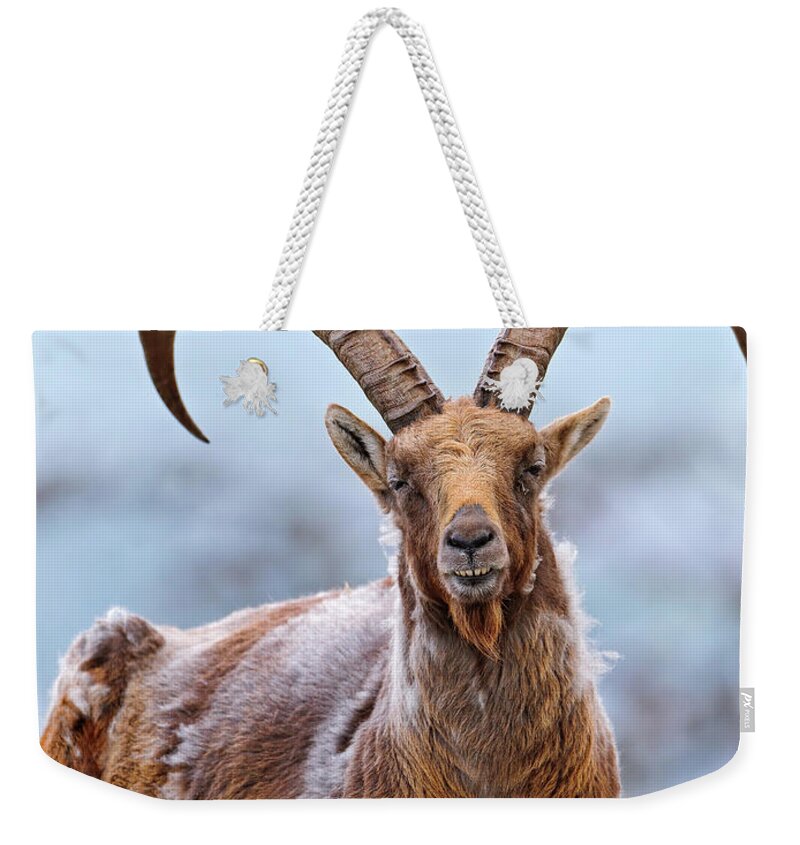 Horned Weekender Tote Bag featuring the photograph Proud Lying Ibex by Picture By Tambako The Jaguar