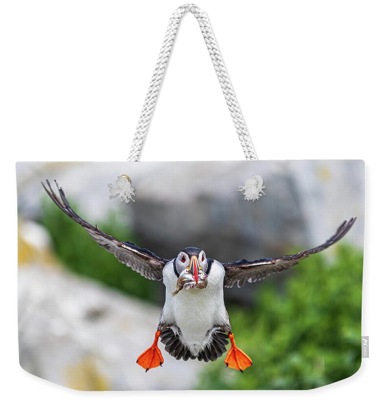 Puffins Weekender Tote Bag featuring the photograph Puffin in Flight by Darryl Hendricks