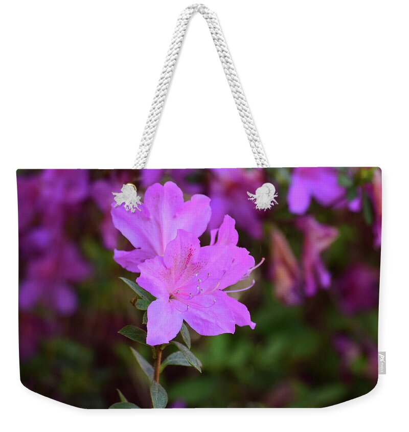 Flowers Weekender Tote Bag featuring the photograph Purple Azaleas in Bloom by Nicole Lloyd