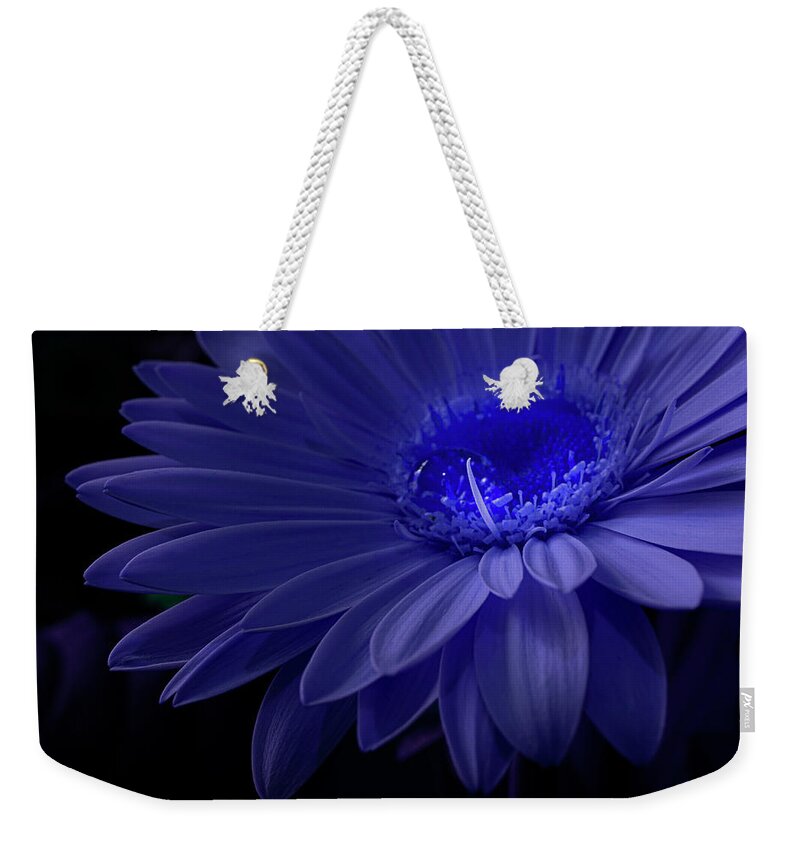 Flower Weekender Tote Bag featuring the photograph Purple Gerbera by Lily Malor