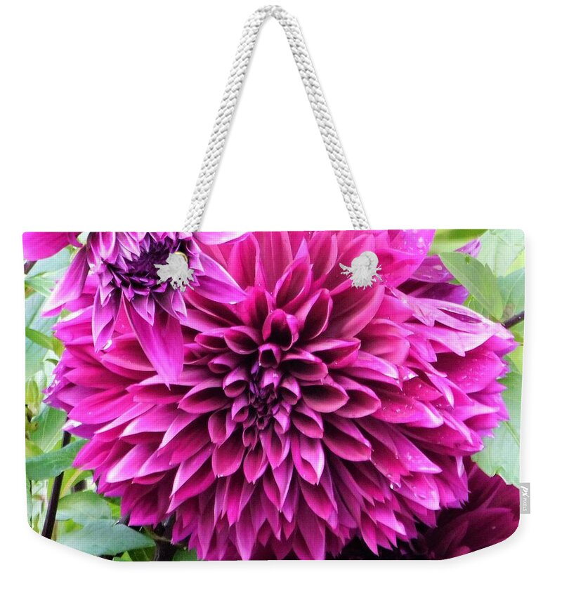 - Purple/pink Dahlia Weekender Tote Bag featuring the photograph - Purple/Pink Dahlia - by THERESA Nye