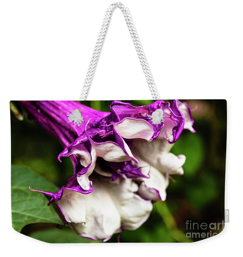 Brugmansia Weekender Tote Bag featuring the photograph Purple Trumpet Flower by Raul Rodriguez