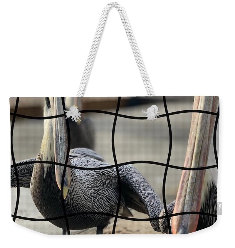 Pelican Weekender Tote Bag featuring the photograph Puzzled by Alison Belsan Horton