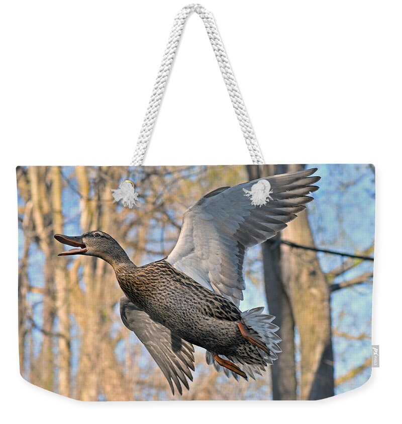 Duck Weekender Tote Bag featuring the photograph Quack, Lady Mallard is in-flight by Asbed Iskedjian