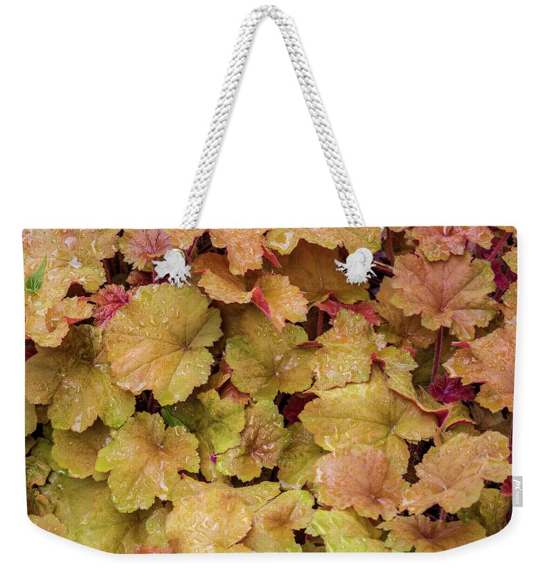 Leaves Weekender Tote Bag featuring the photograph Rain kissed leaves by Jack Clutter
