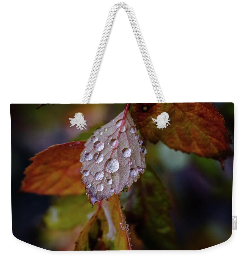 Leave Weekender Tote Bag featuring the photograph Rain on December Leaves by Glenn DiPaola
