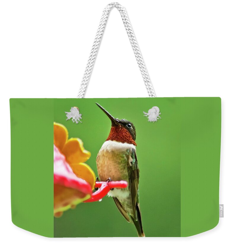 Hummingbird Weekender Tote Bag featuring the photograph Rainy Day Hummingbird by Christina Rollo