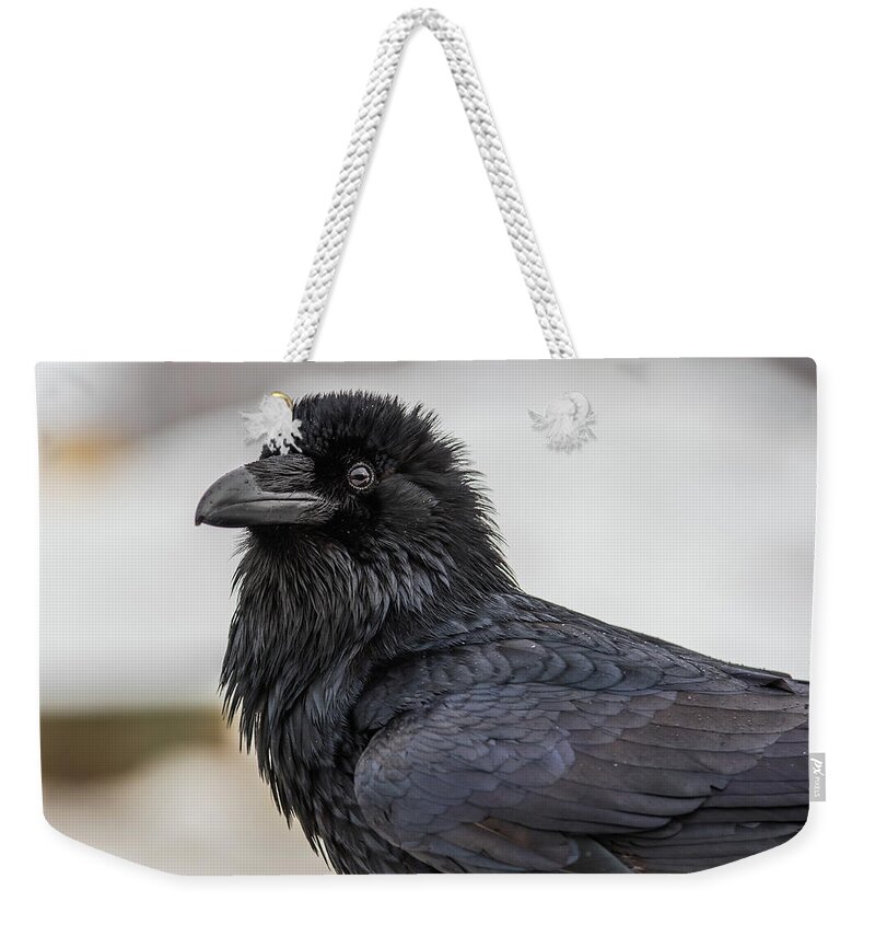 Raven Weekender Tote Bag featuring the photograph Raven 4 by David Kirby