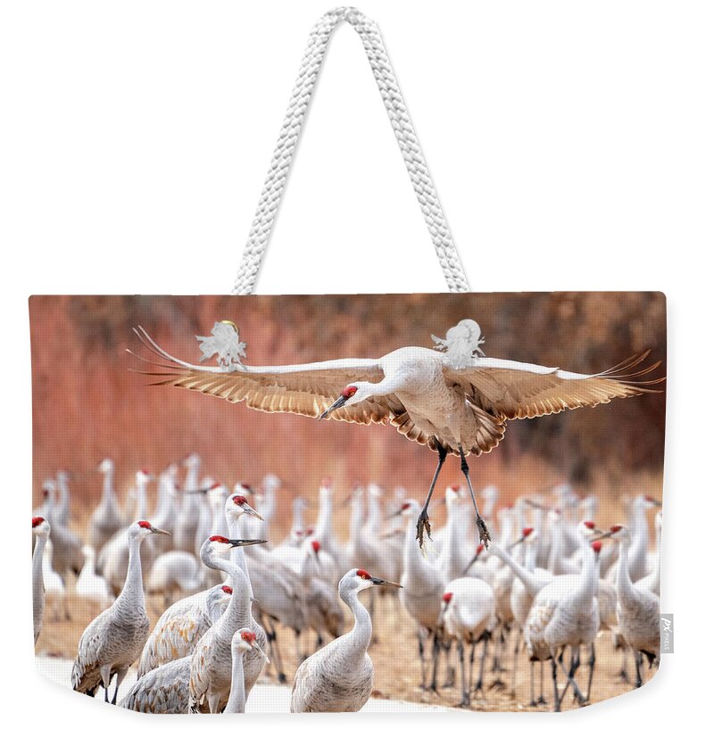 Sandhill Cranes Weekender Tote Bag featuring the photograph Ready or not, here I come -- Sandhill Cranes by Judi Dressler