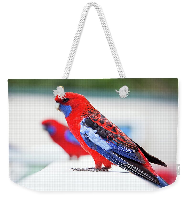 Animal Themes Weekender Tote Bag featuring the photograph Red And Blue Rosella Parrots On White by Sharon Vos-arnold