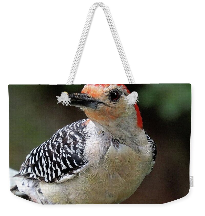 Birds Weekender Tote Bag featuring the photograph Red Bellied Woodpecker Having a Snack by Linda Stern