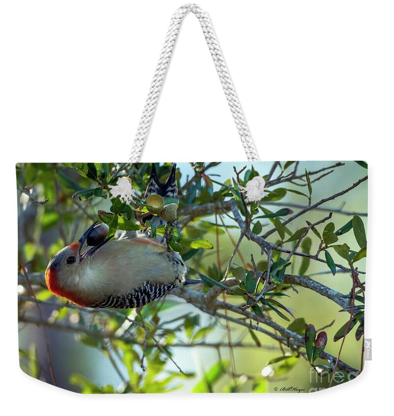 Woodpeckers Weekender Tote Bag featuring the photograph Red-Bellied Woodpecker With Acorn by DB Hayes