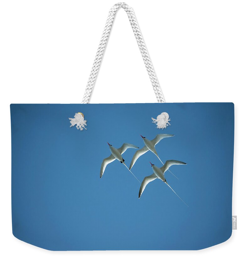 Bird Weekender Tote Bag featuring the photograph Red-billed Tropicbird Trio Flying by Tui De Roy