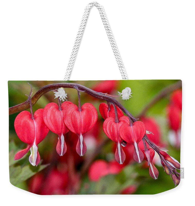 Macro Weekender Tote Bag featuring the photograph Red Bleeding Hearts by Susan Rydberg