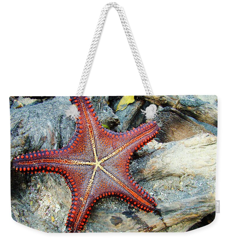 Starfish Weekender Tote Bag featuring the photograph Red Cushion Sea Star by Kryssia Campos
