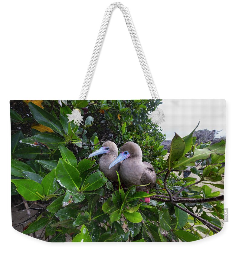 Suzi Eszterhas Weekender Tote Bag featuring the photograph Red Footed Bobbies Roosting by Suzi Eszterhas