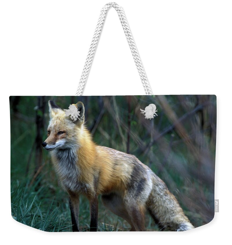 Conspiracy Weekender Tote Bag featuring the photograph Red Fox by James Gritz