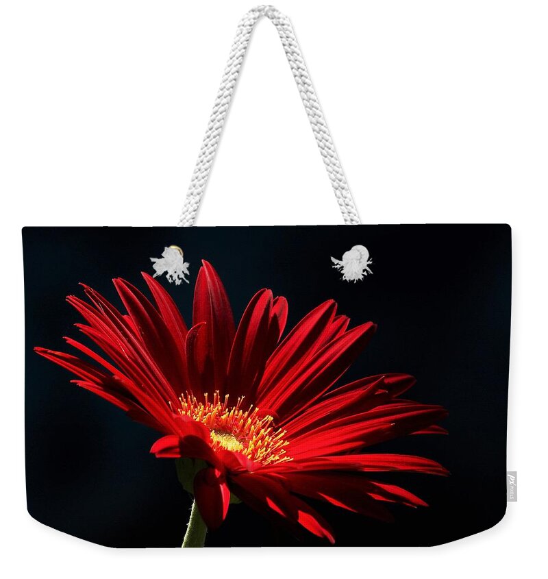 Nature Weekender Tote Bag featuring the photograph Red Gerber Daisy in Spotlight by Sheila Brown