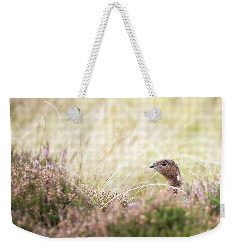 Female Red Grouse Weekender Tote Bag featuring the photograph Red Grouse by Anita Nicholson