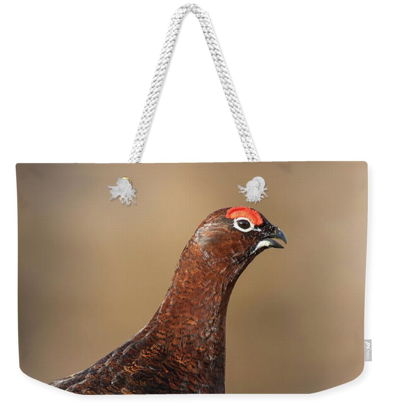 Red Grouse Weekender Tote Bag featuring the photograph Red grouse by Arterra Picture Library