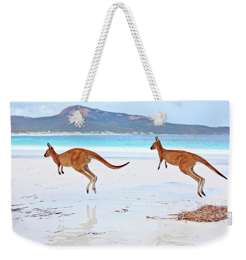 Water's Edge Weekender Tote Bag featuring the photograph Red Kangaroos Macropus Rufus On A Beach by John W Banagan