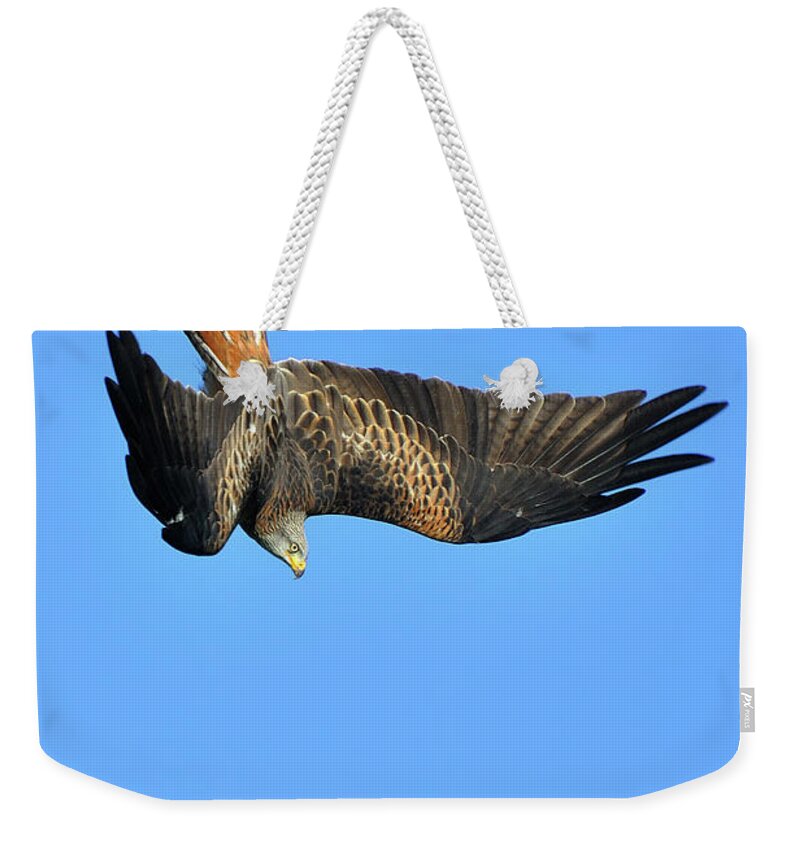 Animal Themes Weekender Tote Bag featuring the photograph Red Kite Diving by Paul Earle Photography
