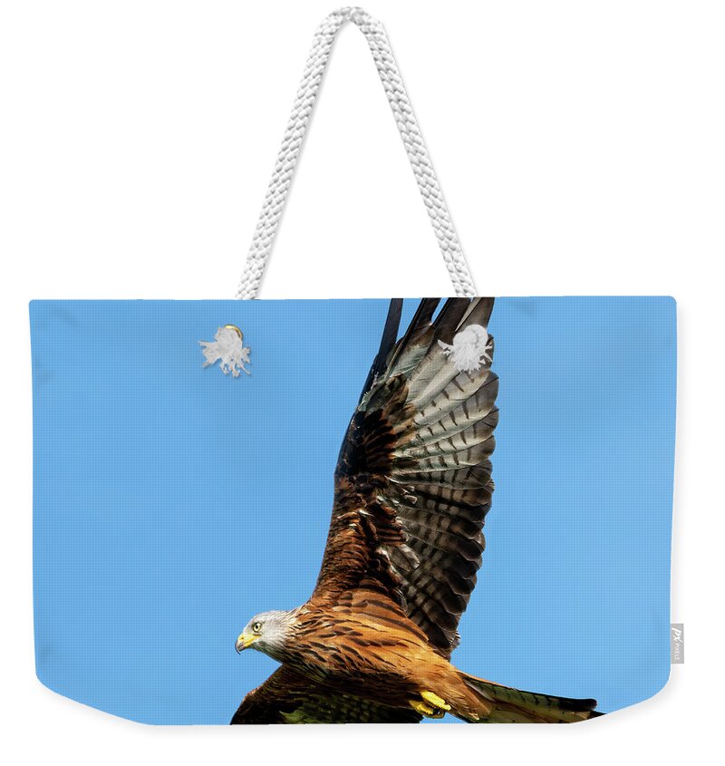 Red Kite Weekender Tote Bag featuring the photograph Red Kite soaring by Steev Stamford