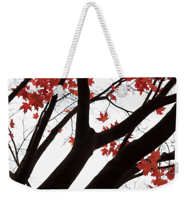 Fall Weekender Tote Bag featuring the photograph Red Maple Tree by Ana V Ramirez