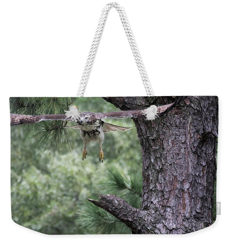 Bird Weekender Tote Bag featuring the digital art Red-Tailed Hawk in flight by Ed Stines