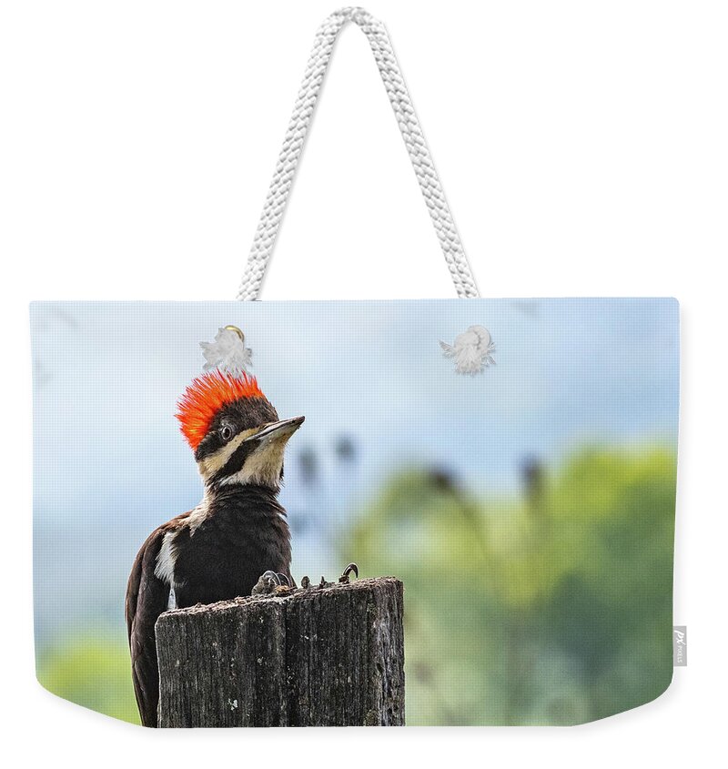 Pileated Woodpecker Great Smoky Mountains National Park Weekender Tote Bag featuring the photograph Redheaded Temper by Marcy Wielfaert