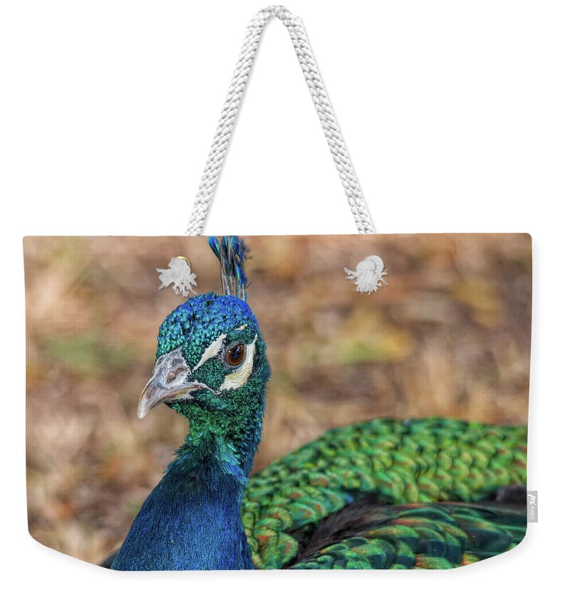 Birds Weekender Tote Bag featuring the photograph Relaxed Peacock by Elaine Malott