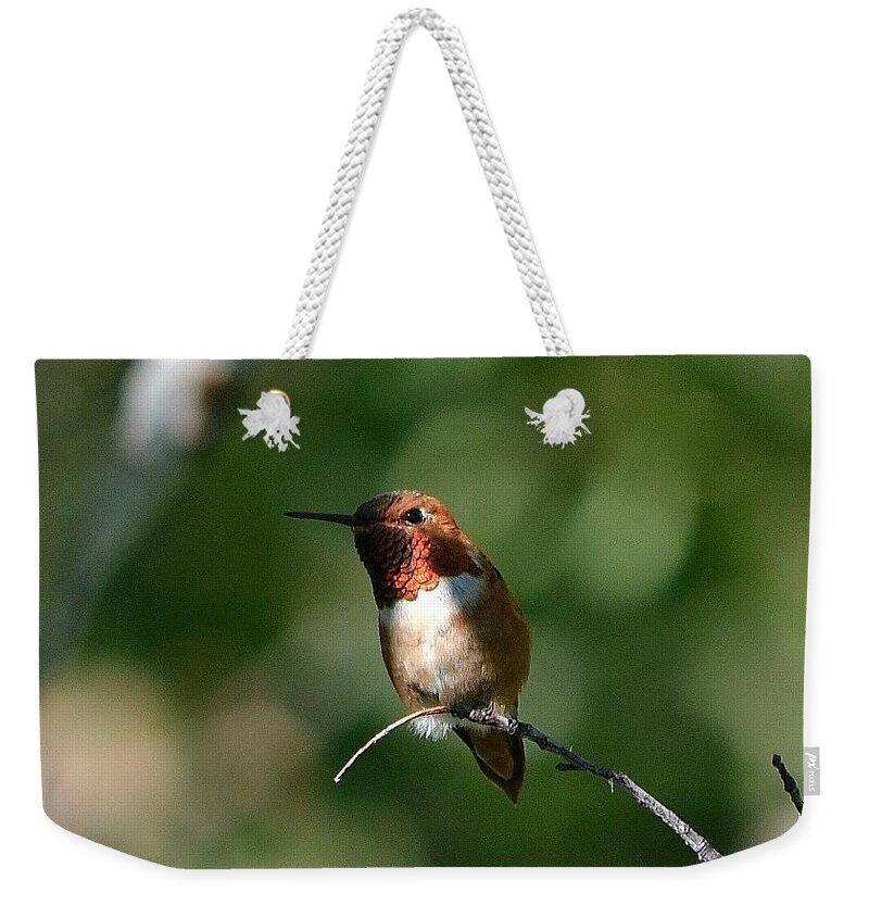 Hummingbird Weekender Tote Bag featuring the photograph Resting Rufous by Dorrene BrownButterfield
