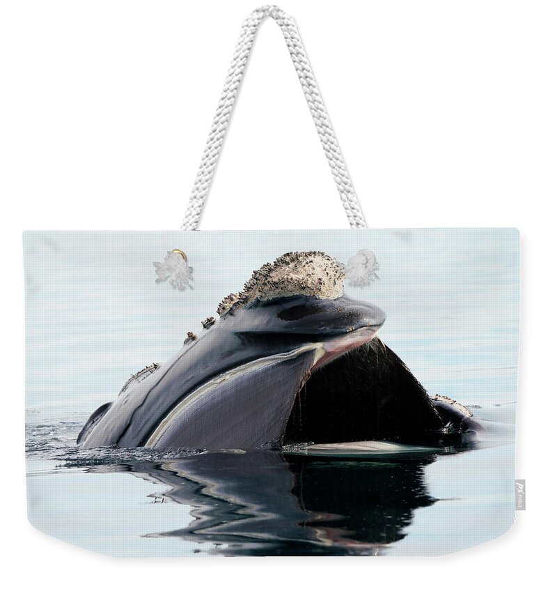 00586978 Weekender Tote Bag featuring the photograph Right Whale Filter Feeding by Hiroya Minakuchi