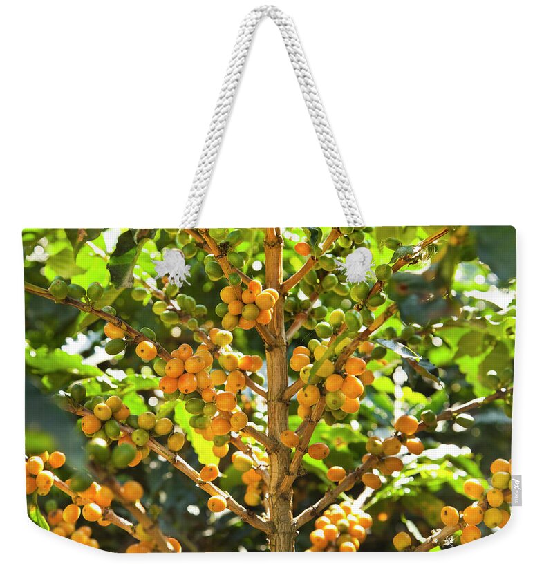 Outdoors Weekender Tote Bag featuring the photograph Ripe Yellow Coffee Beans On Tree by Picturegarden