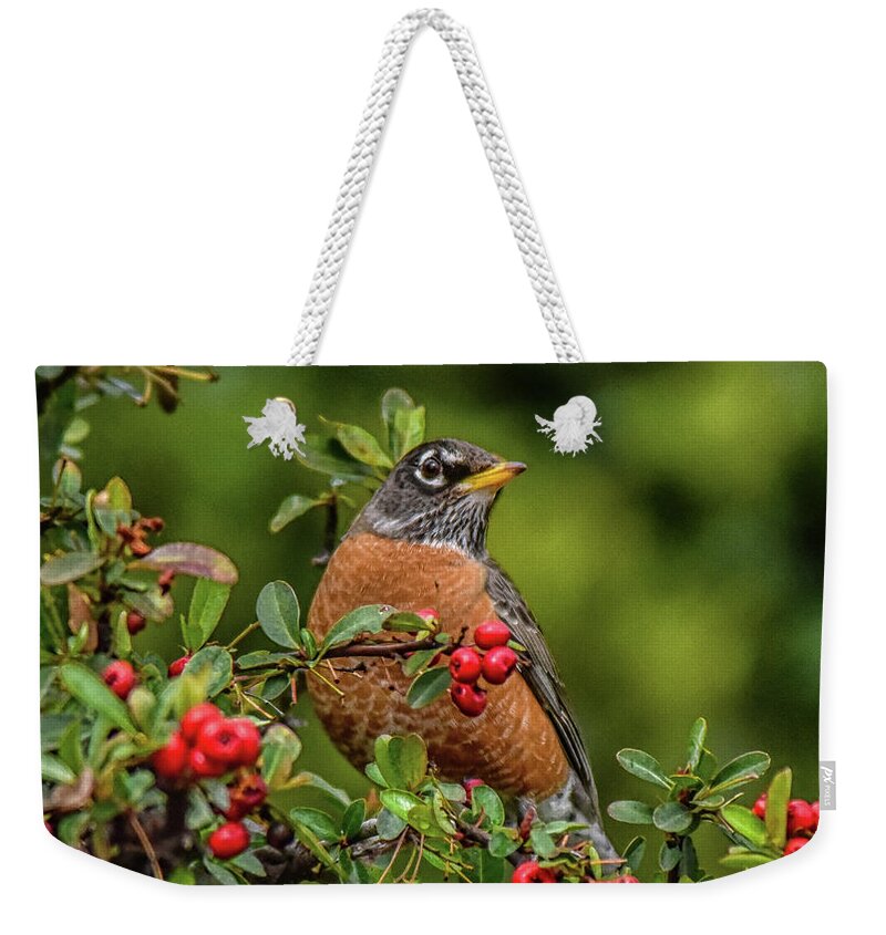 Linda Brody Weekender Tote Bag featuring the photograph Robin in Red Berry Bush 3 by Linda Brody