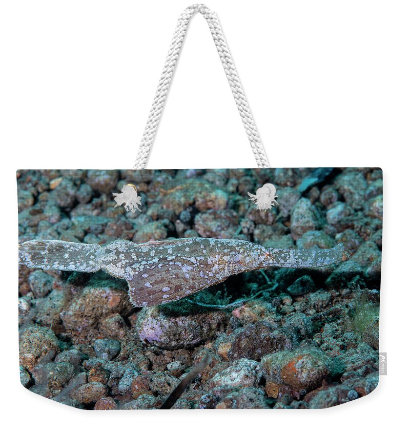 Aquatic Weekender Tote Bag featuring the photograph Robust Ghost Pipefish by Andrew Martinez