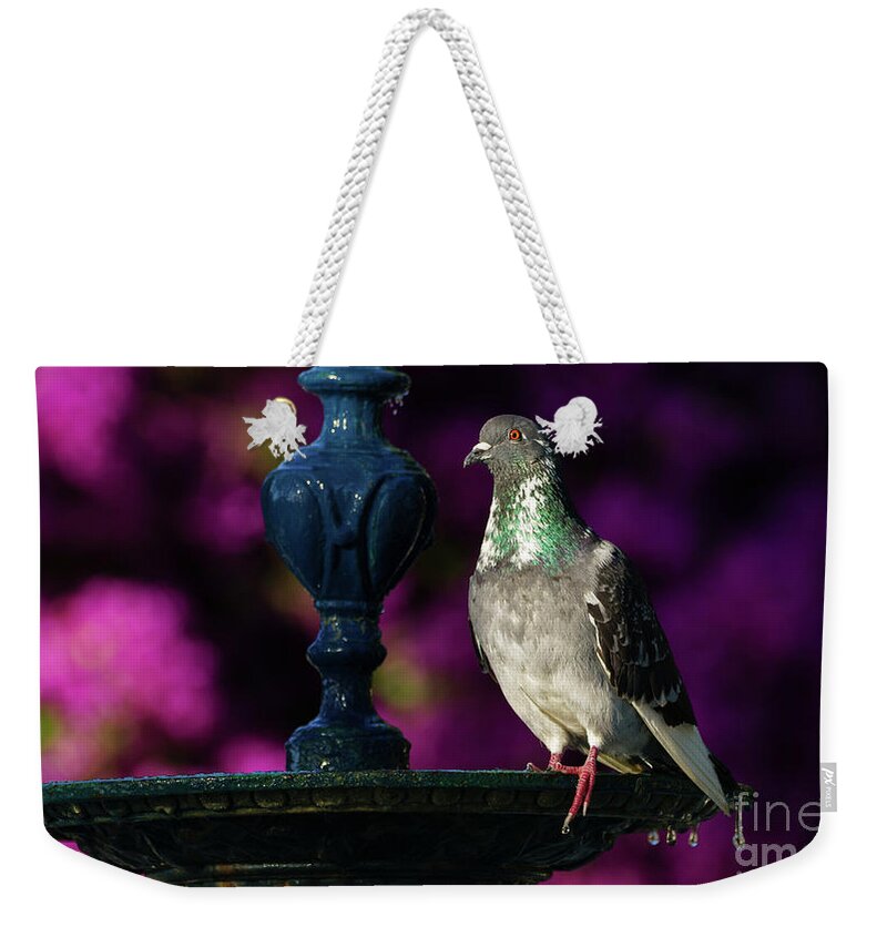 Bird Weekender Tote Bag featuring the photograph Rock Pigeon on Cast Iron Fountain by Pablo Avanzini