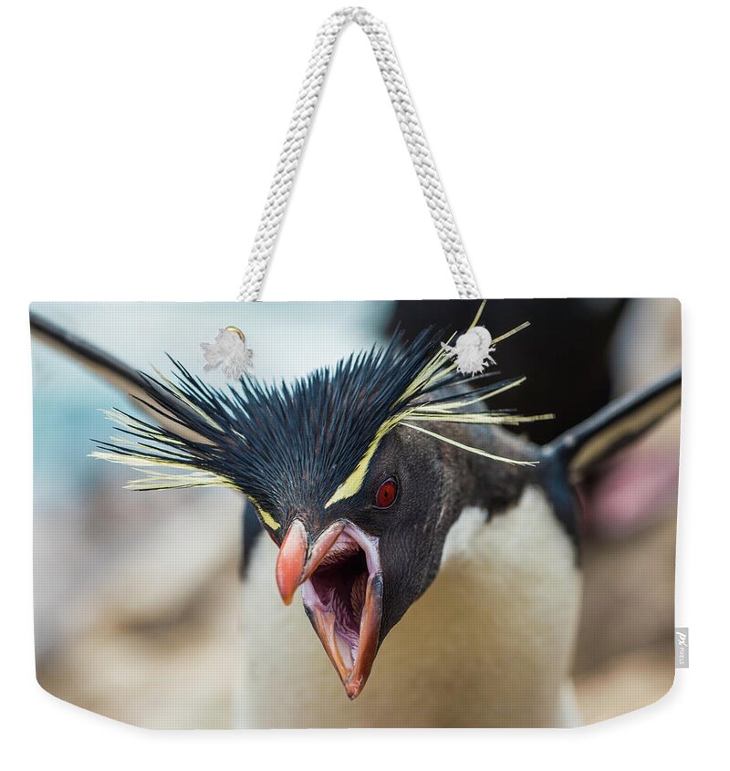 Animal Weekender Tote Bag featuring the photograph Rockhopper Penguin Territorial Display by Tui De Roy