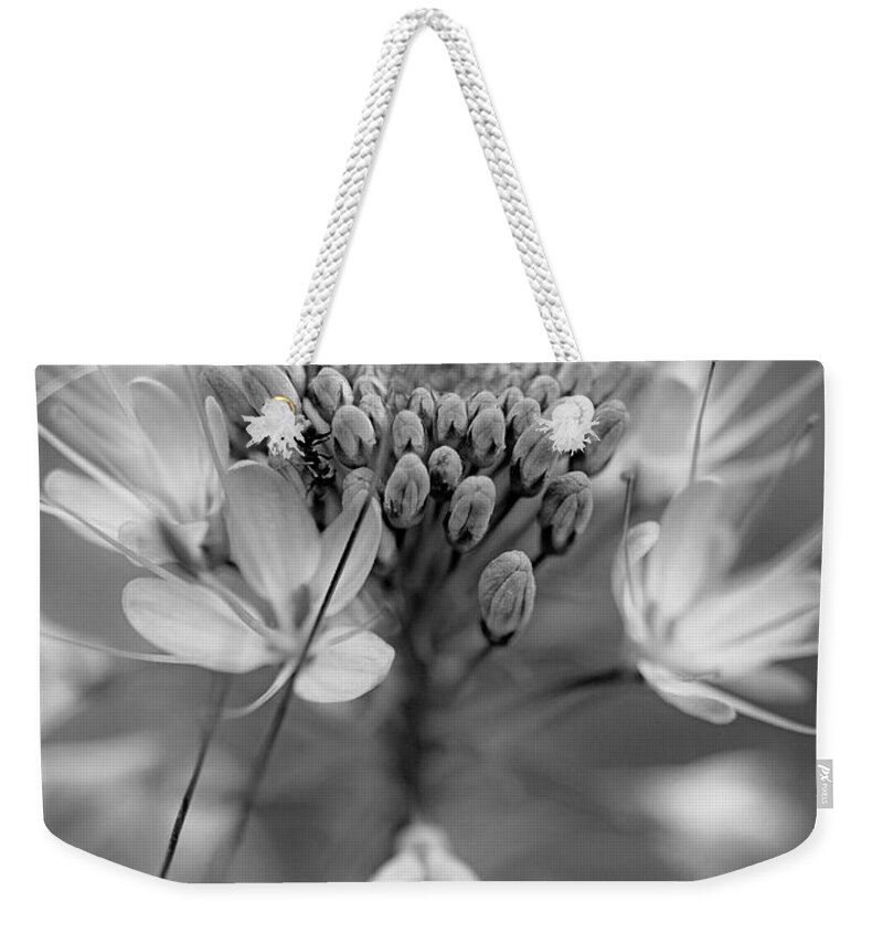 Disk1215 Weekender Tote Bag featuring the photograph Rocky Mountain Bee Plant Abstract by Tim Fitzharris
