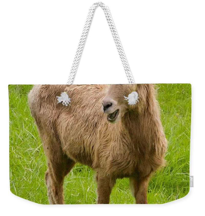 Photography Weekender Tote Bag featuring the photograph Rocky Mountain Bighorn Ewe by Sean Griffin
