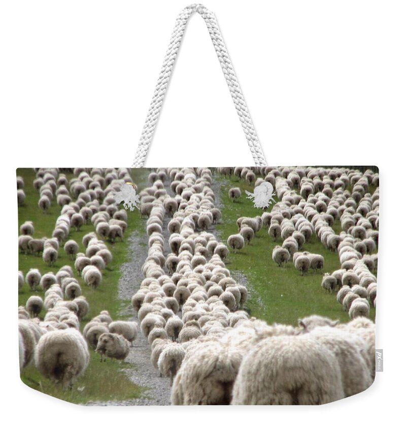 Grass Weekender Tote Bag featuring the photograph Romney Sheep Mob Trailing To Yards by Cathie Bell