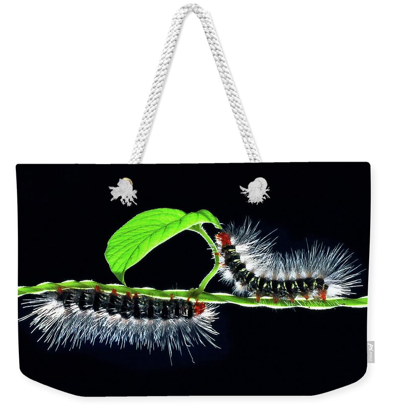 Insect Weekender Tote Bag featuring the photograph Rootworms by Arthit Somsakul