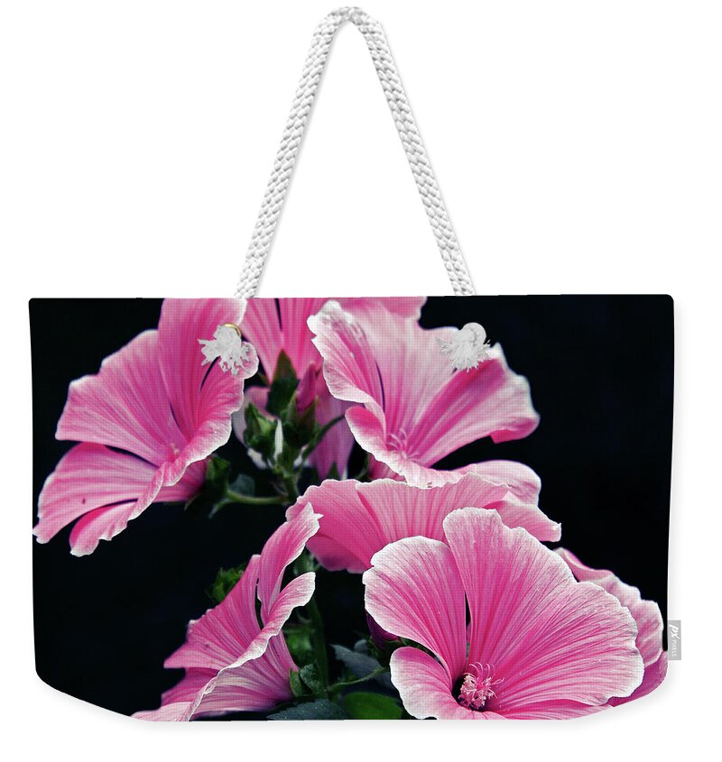 Black Background Weekender Tote Bag featuring the photograph Rose Mallow by Tanjica Perovic Photography